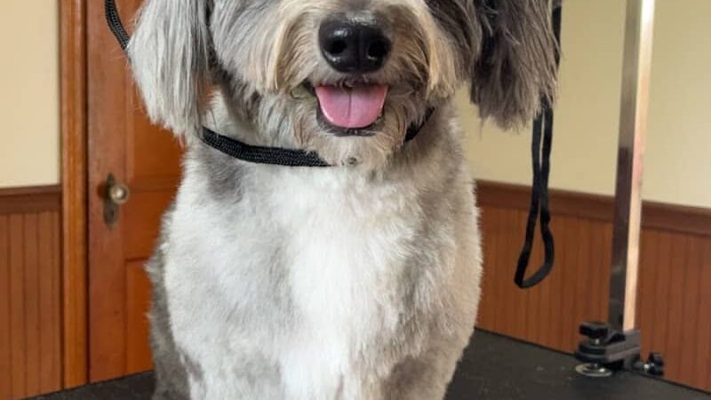 The Bark Park & Patio - Florence, KY