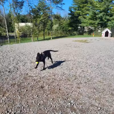 Elm Street Dog Park - Florham Park, NJ