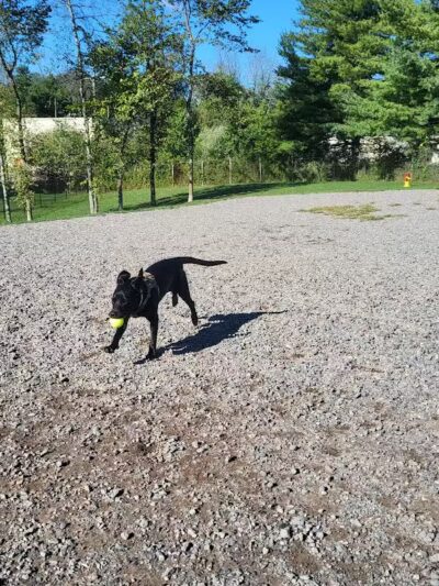 Elm Street Dog Park - Florham Park, NJ