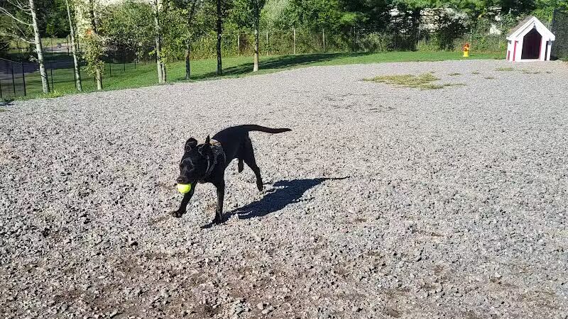 Elm Street Dog Park - Florham Park, NJ