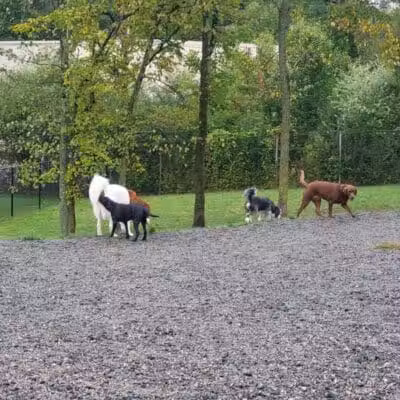 Elm Street Dog Park - Florham Park, NJ