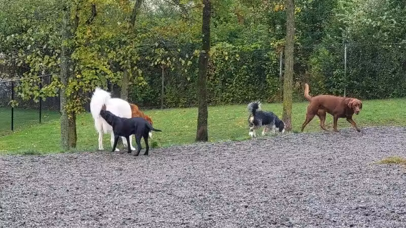 Elm Street Dog Park - Florham Park, NJ