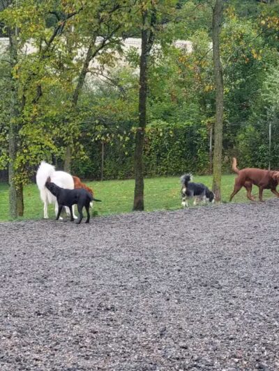 Elm Street Dog Park - Florham Park, NJ