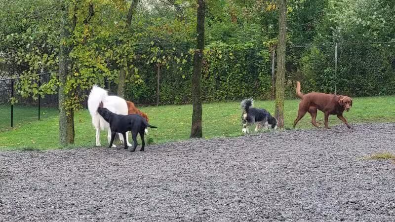Elm Street Dog Park - Florham Park, NJ
