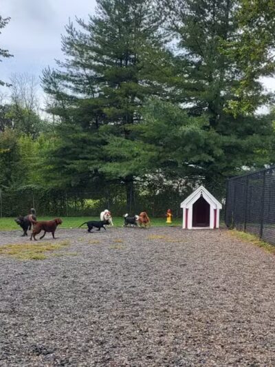 Elm Street Dog Park - Florham Park, NJ