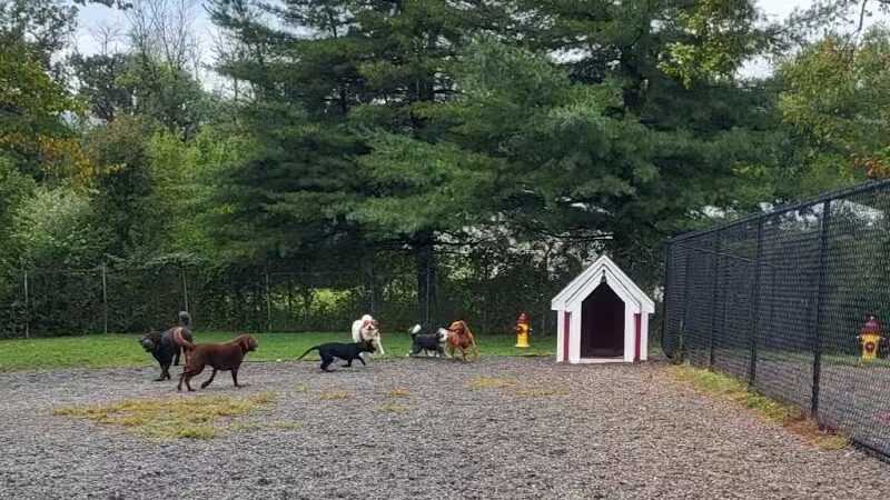 Elm Street Dog Park - Florham Park, NJ