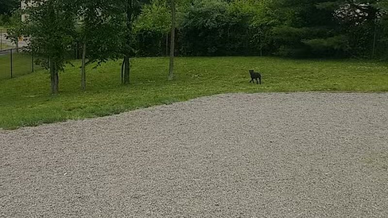 Elm Street Dog Park - Florham Park, NJ