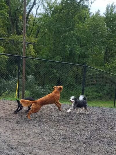 Elm Street Dog Park - Florham Park, NJ