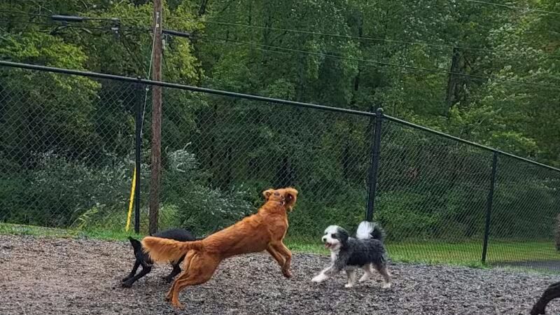 Elm Street Dog Park - Florham Park, NJ
