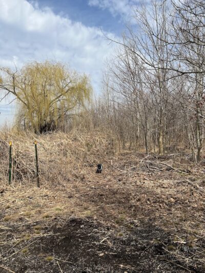 Pat Dolan Trail - Flushing, NY