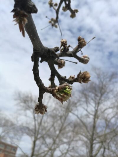 Vleigh Playground - Flushing, NY
