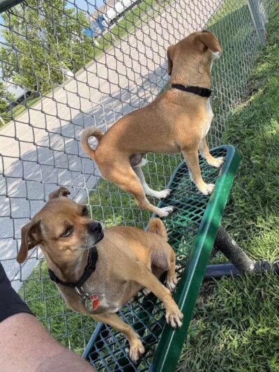 Dog Park at Love's Travel Stops - Fond du Lac, WI