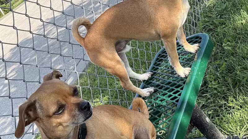 Dog Park at Love's Travel Stops - Fond du Lac, WI