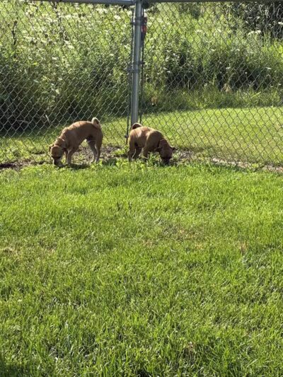 Dog Park at Love's Travel Stops - Fond du Lac, WI