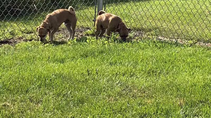 Dog Park at Love's Travel Stops - Fond du Lac, WI