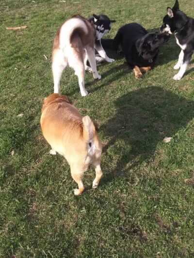 FIDO Dog Park - Fond du Lac, WI