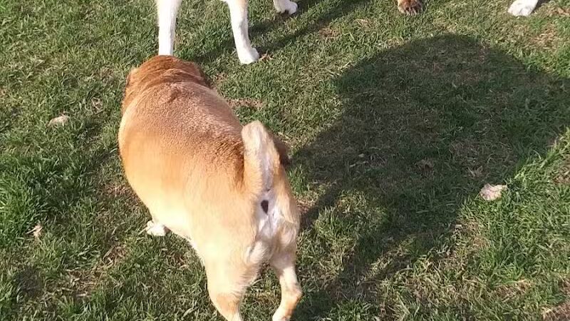 FIDO Dog Park - Fond du Lac, WI