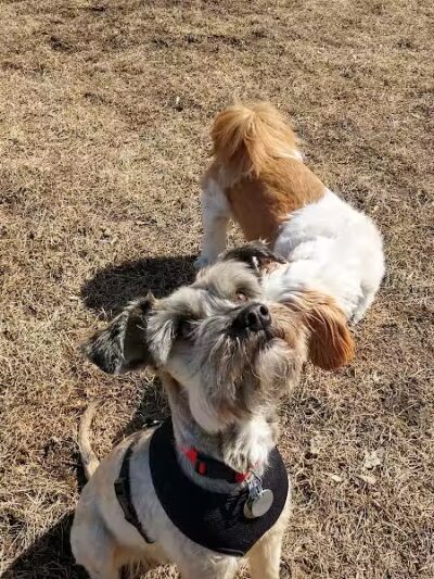 FIDO Dog Park - Fond du Lac, WI