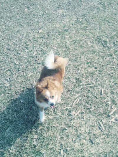 FIDO Dog Park - Fond du Lac, WI