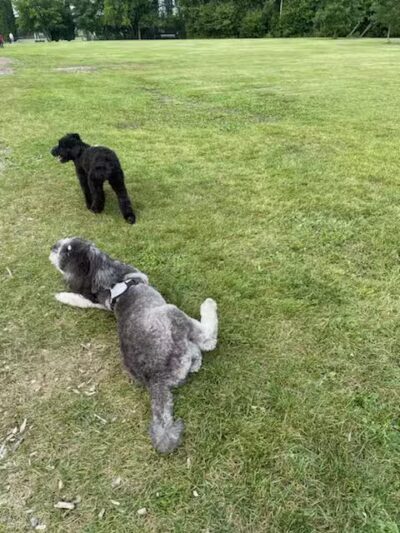 FIDO Dog Park - Fond du Lac, WI