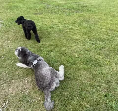 FIDO Dog Park - Fond du Lac, WI