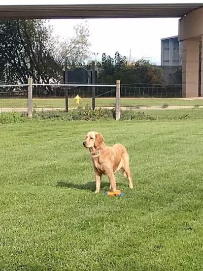 FIDO Dog Park - Fond du Lac, WI