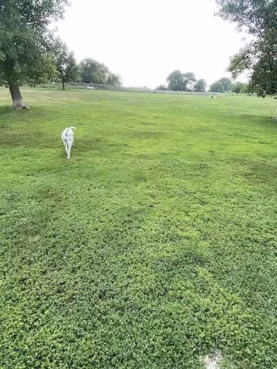 Lakeside Dog Park West - Fond du Lac, WI