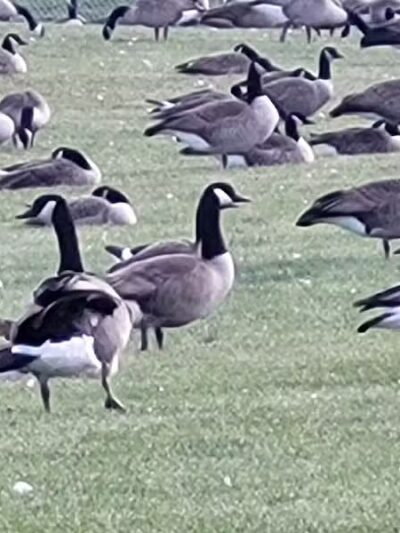 Lakeside Dog Park West - Fond du Lac, WI