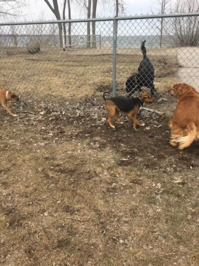 Lakeside Dog Park West - Fond du Lac, WI