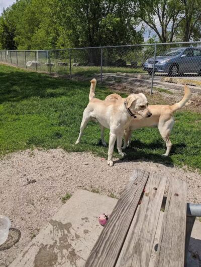 Lakeside Dog Park West - Fond du Lac, WI