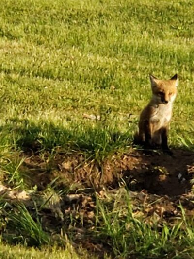 Forest City Public Park - Forest City, IL