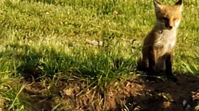 Forest City Public Park - Forest City, IL