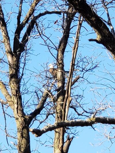 Forest City Public Park - Forest City, IL