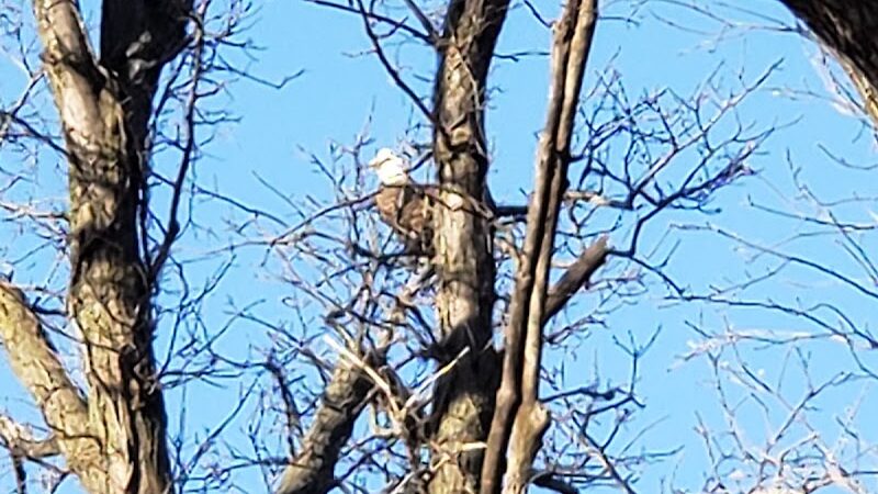 Forest City Public Park - Forest City, IL