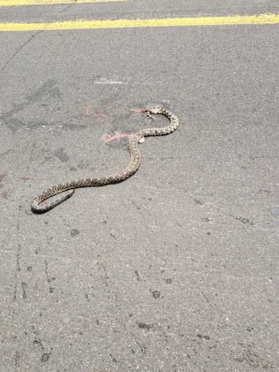 Forest City Public Park - Forest City, IL