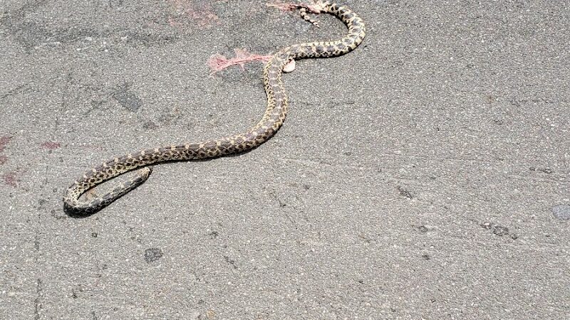 Forest City Public Park - Forest City, IL