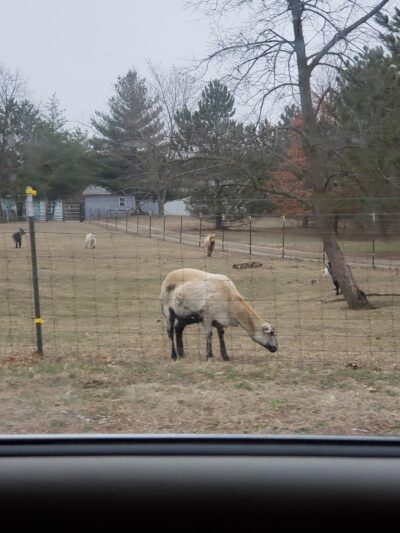 Forest City Public Park - Forest City, IL