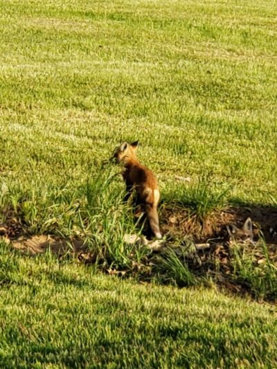 Forest City Public Park - Forest City, IL
