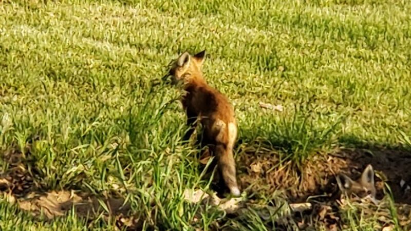 Forest City Public Park - Forest City, IL