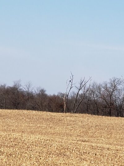 Forest City Public Park - Forest City, IL
