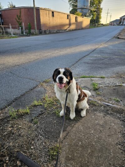Trails to Tails Dog Park