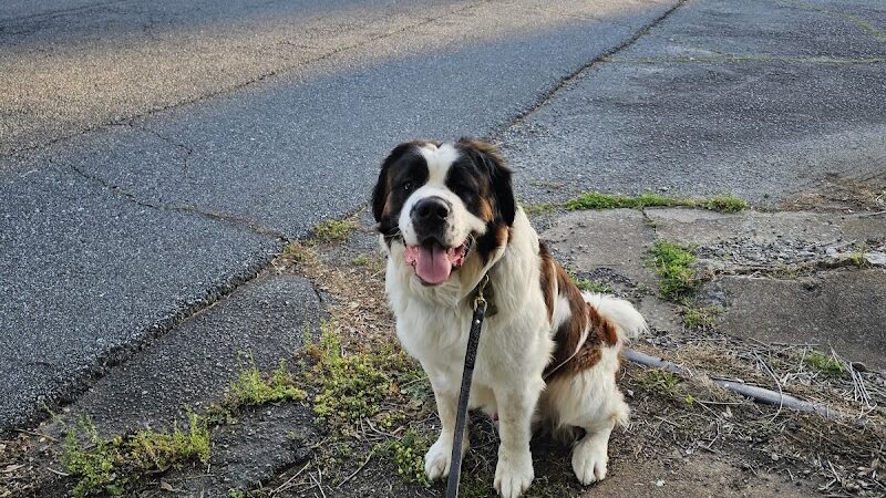 Trails to Tails Dog Park