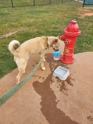 Trails to Tails Dog Park