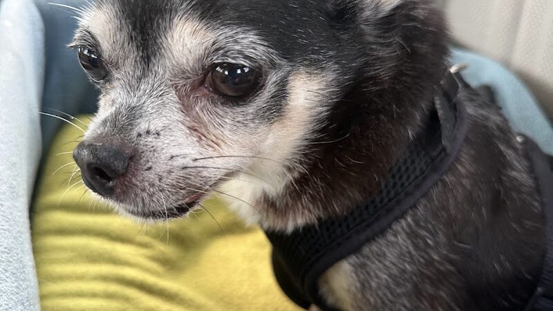 Trails to Tails Dog Park