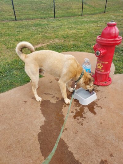 Trails to Tails Dog Park