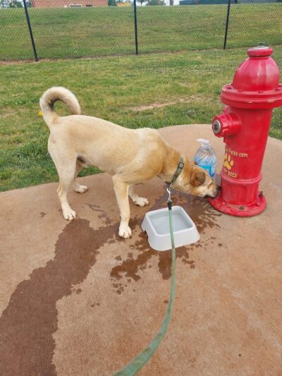 Trails to Tails Dog Park