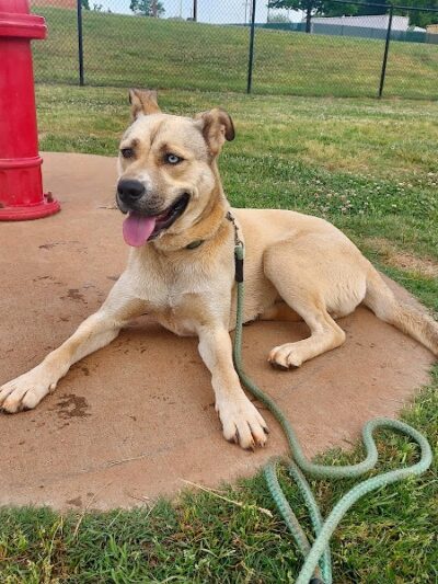 Trails to Tails Dog Park