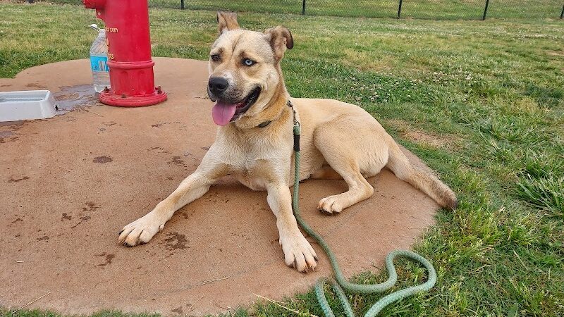 Trails to Tails Dog Park