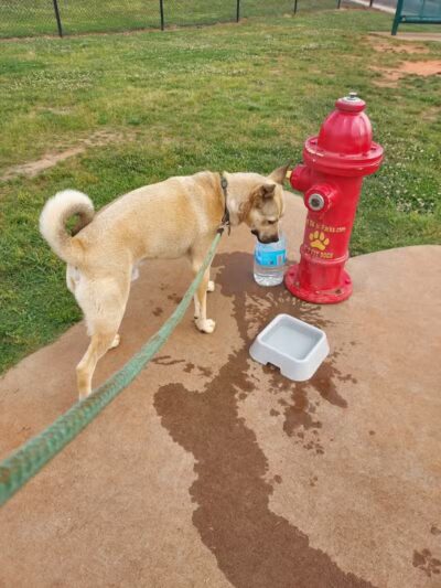 Trails to Tails Dog Park