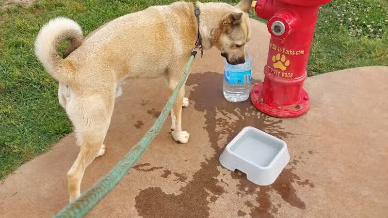 Trails to Tails Dog Park